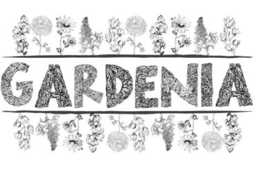 Gardenia LF Font