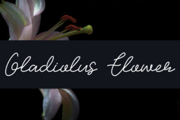 Gladiolus Flower Font