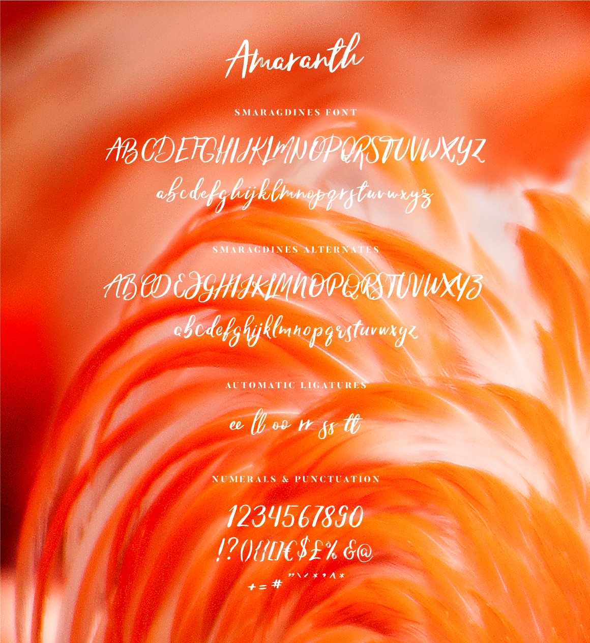 07-amaranth-all