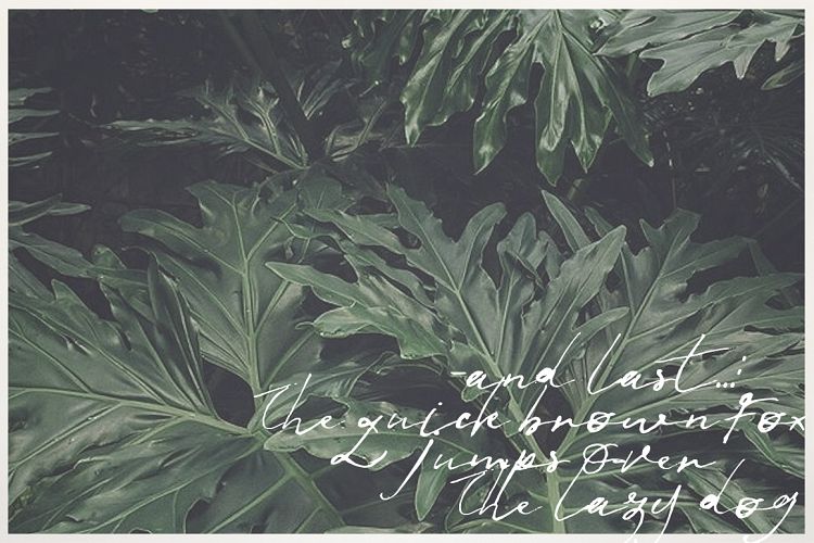 Jenna Jenkins Script Font