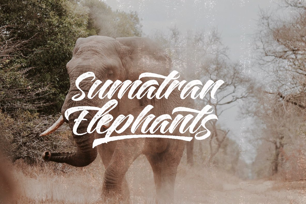 Plants Script Font