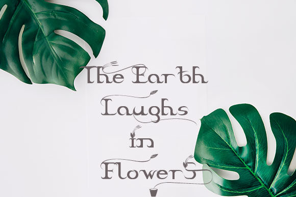 Braxica Lily Font Braxica Lily Font