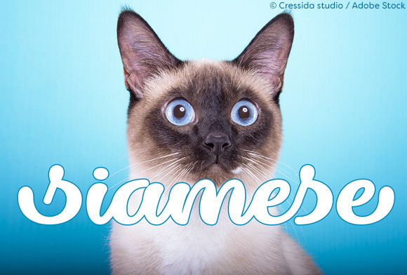Dillon the Cat Font