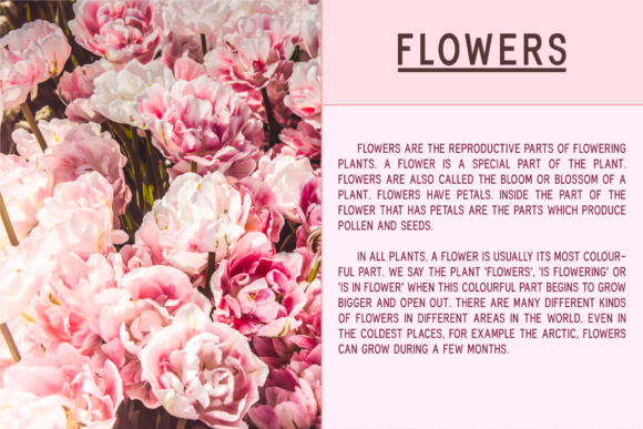 Fonthana Font