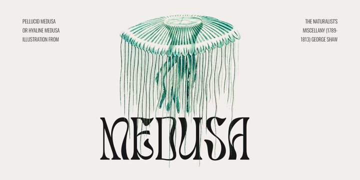 Salty Mussy Font Salty Mussy Font