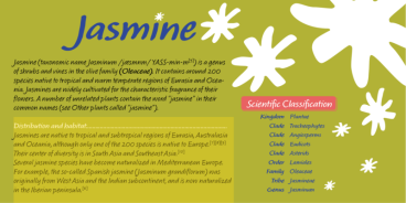 MVB Calliope font